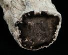 Petrified Juniper Limb/Root - McDermitt, Oregon #6246-1